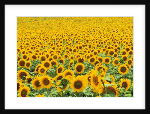 TR/THRACE: SONNENBLUMENFELD by Anonymous