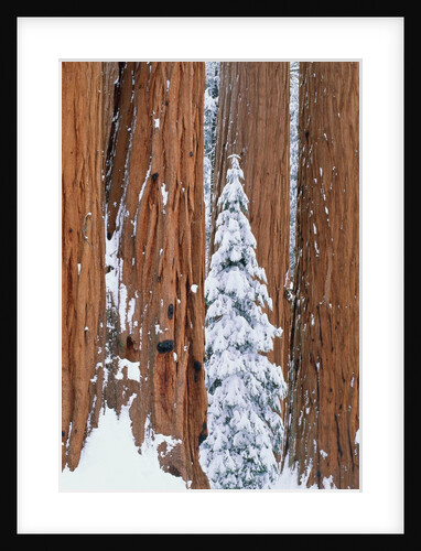 Conifer and redwood forest in winter by Anonymous