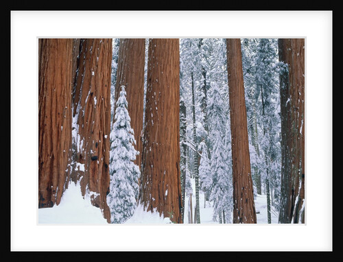 Snow covered redwood trees in winter, Yosemite, USA by Anonymous