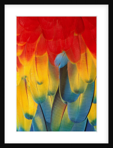 Red and yellow macaw by Anonymous