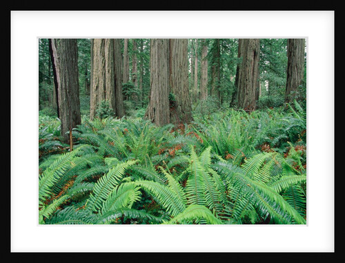 Ferns in forest, Redwood National Park, California, USA by Anonymous
