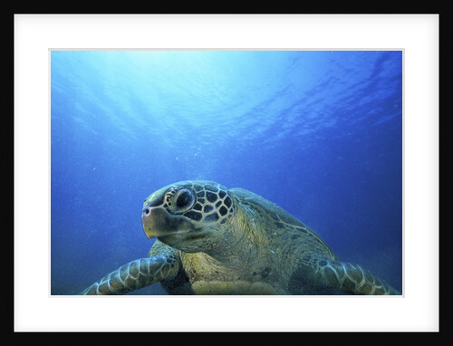 Green turtle, Vanuatu by Anonymous
