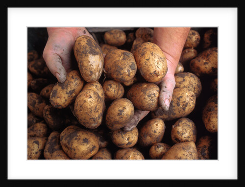 Potato harvest by Anonymous