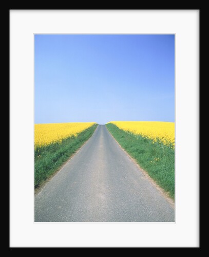 Country road between cole fields by Anonymous