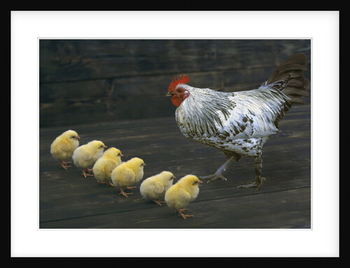 Hen with her chicken by Anonymous