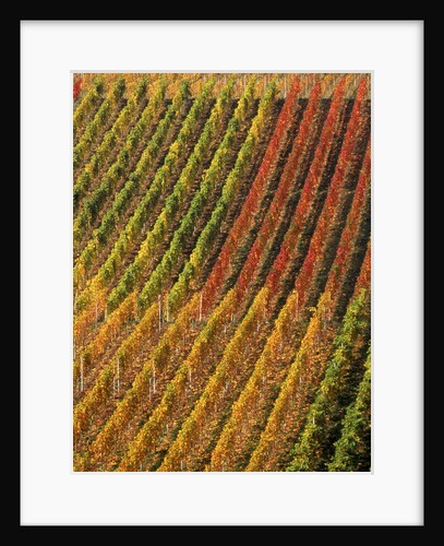 Vineyard, Germany by Anonymous
