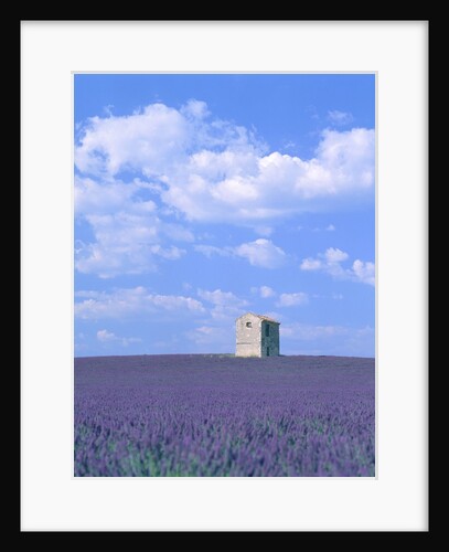 Blooming lavender and stone house in France by Anonymous