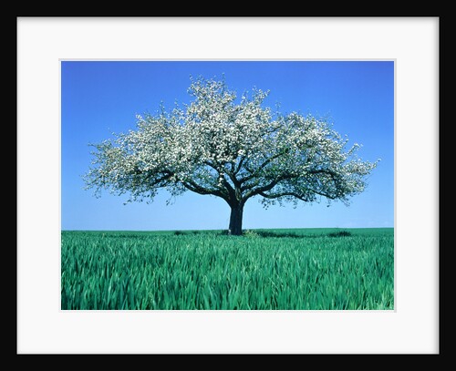 Blossoming Tree in Field by Anonymous