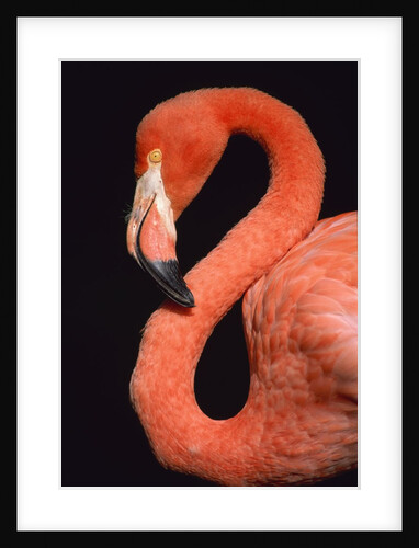 American flamingo by Anonymous