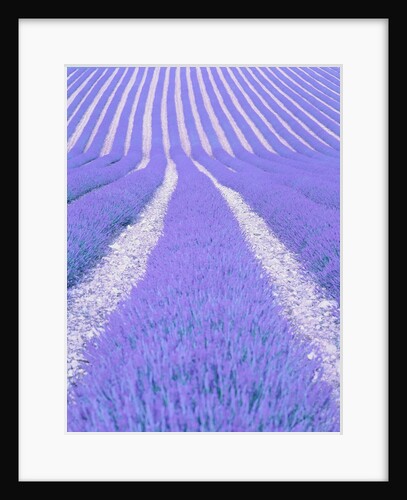 Blooming lavender in lines by Anonymous