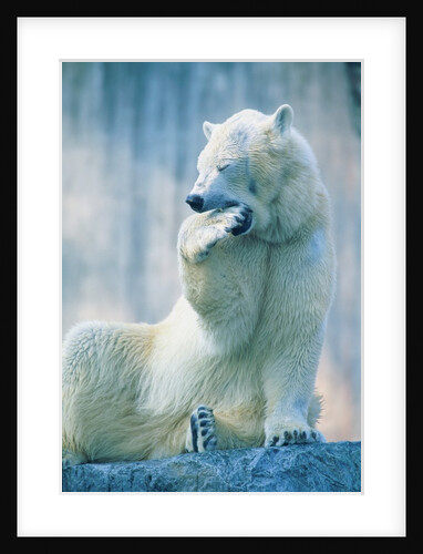 Polar bear yawning in zoo enclosure by Anonymous
