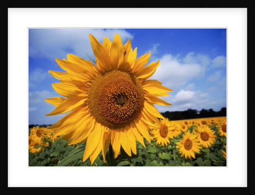 Sunflower field, summer by Anonymous