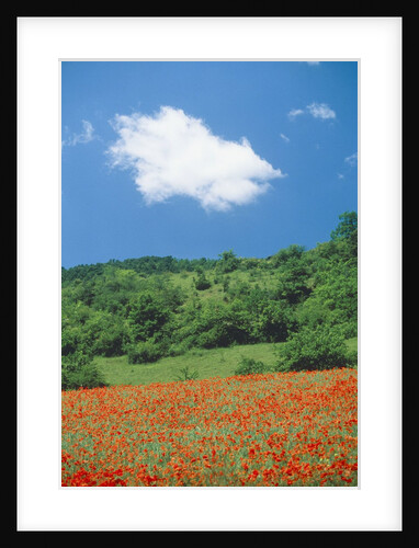 Poppy meadow in landscape by Anonymous