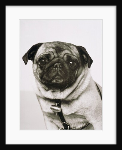 Pug dog by Anonymous