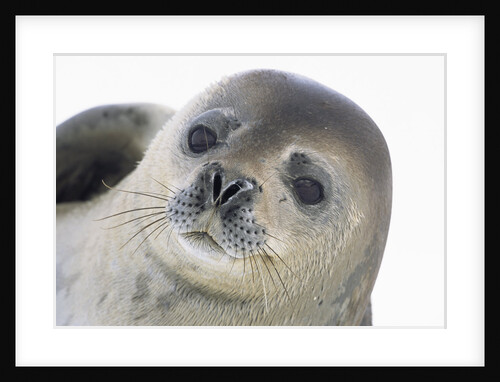 Face of Crabeater Seal by Anonymous