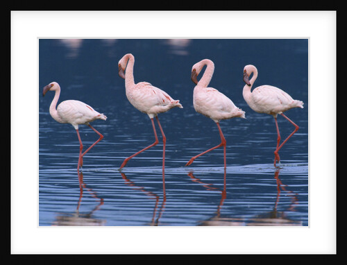 Lesser Flamingos by Anonymous