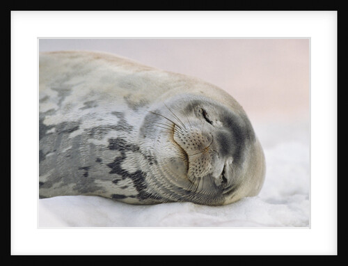 Weddell Seal Sleeping by Anonymous