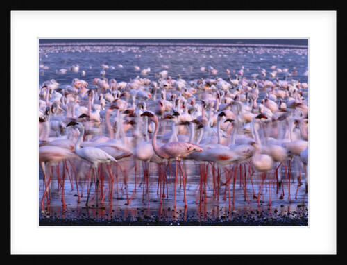 Flock of Lesser Flamingoes by Anonymous