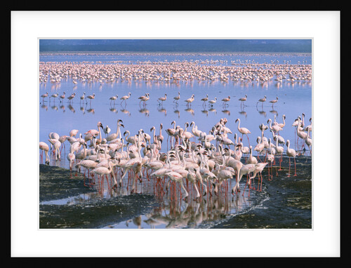 Flock of Lesser Flamingoes by Anonymous