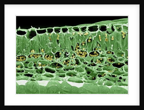 Cross Section of Leaf by Anonymous