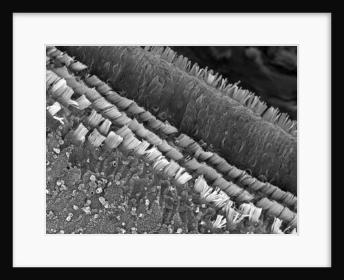 Cochlear Cilia by Anonymous