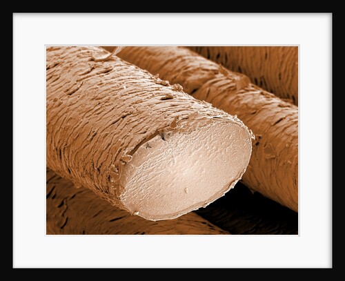 Human Hair Magnified 1250x by Anonymous