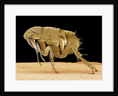 Cat Flea by Anonymous