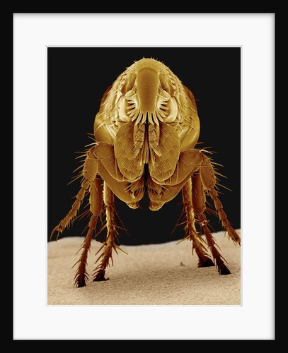 Cat Flea by Anonymous