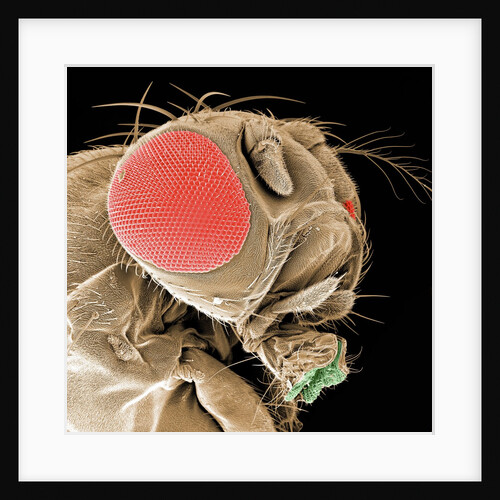 Head of a Fruit Fly by Anonymous