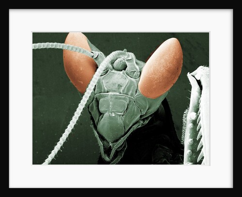 Praying Mantis Head by Anonymous