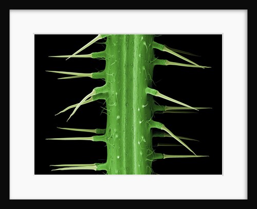 Stinging Hair of Nettle by Anonymous