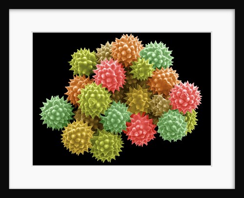 Pollen Grains by Anonymous