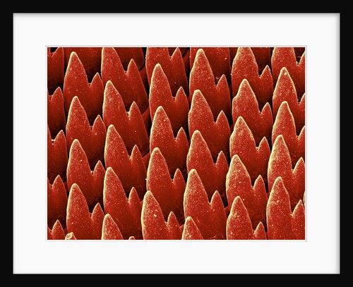 Snail Teeth by Anonymous