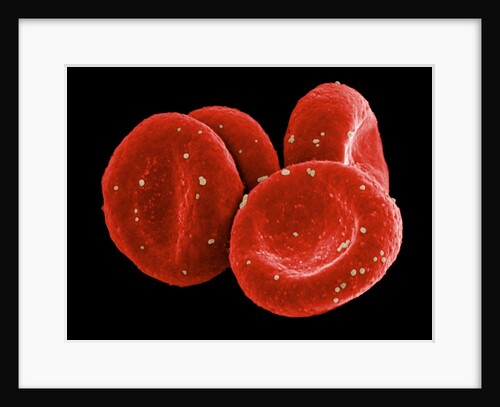 Red Blood Cells by Anonymous