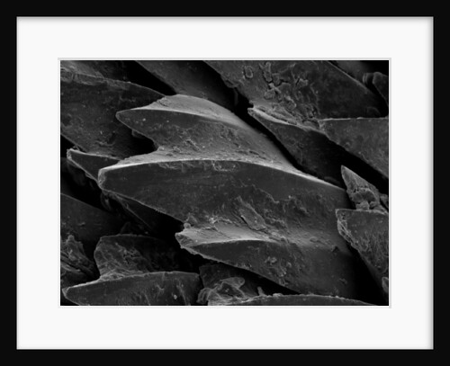 Shark Skin Scale by Anonymous
