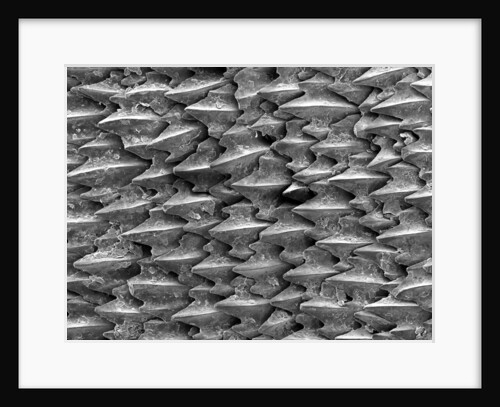 Great White Shark Scales by Anonymous