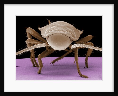 Juvenile Cockroach by Anonymous