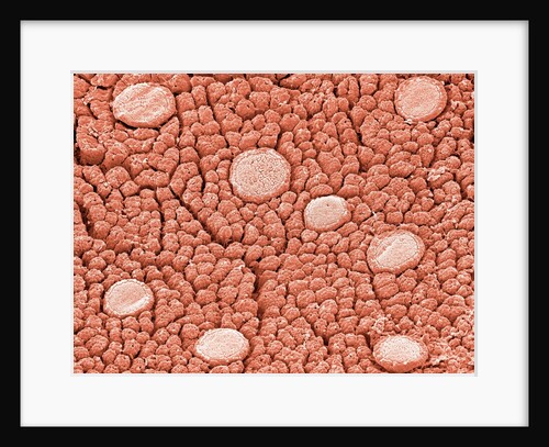 Tastebuds of a Frog by Anonymous