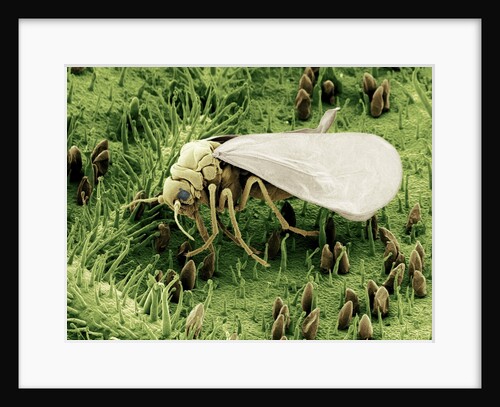 Whitefly on Leaf by Anonymous