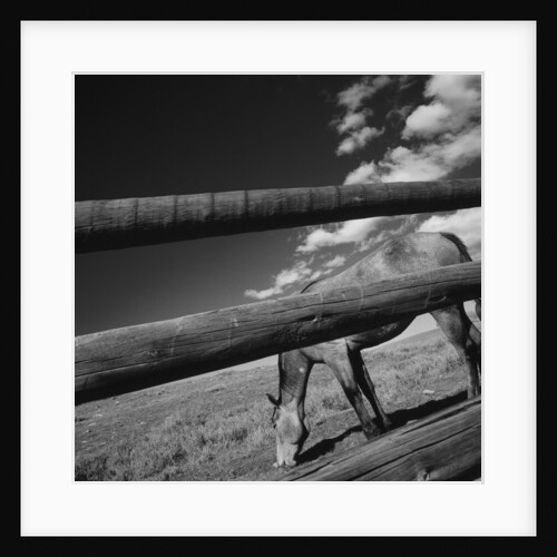 Black and white tilted view of horse grazing in meadow with wooden fence in foreground by Anonymous