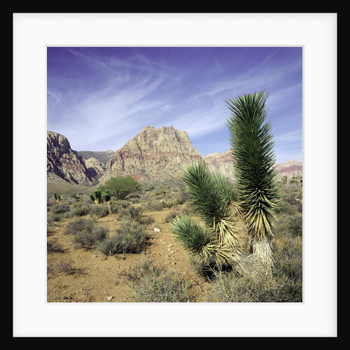 Tree in desert setting with rock formations in the background by Anonymous