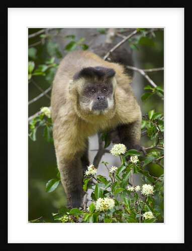 Black-tufted Capuchin by Anonymous