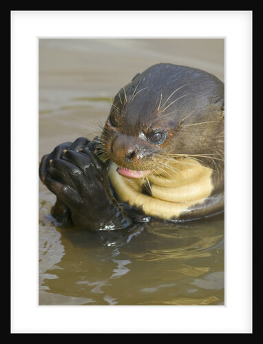 Giant River Otter by Anonymous