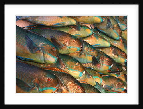 Parrotfish in Fish Market by Anonymous