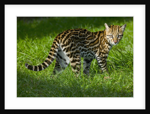 Ocelot by Anonymous