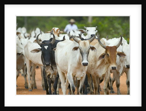 Herd of Cattle by Anonymous