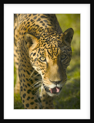 Jaguar by Anonymous