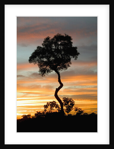 Tree at Sunset by Anonymous