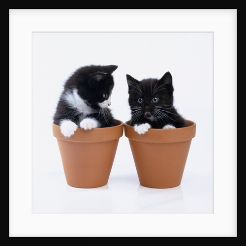Two Kittens in Flower Pots by Anonymous