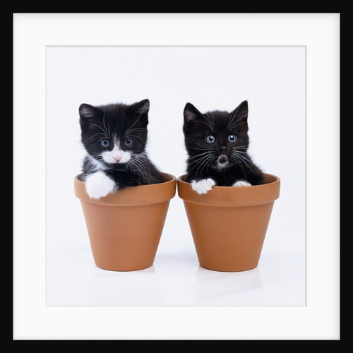 Two Kittens in Flower Pots by Anonymous